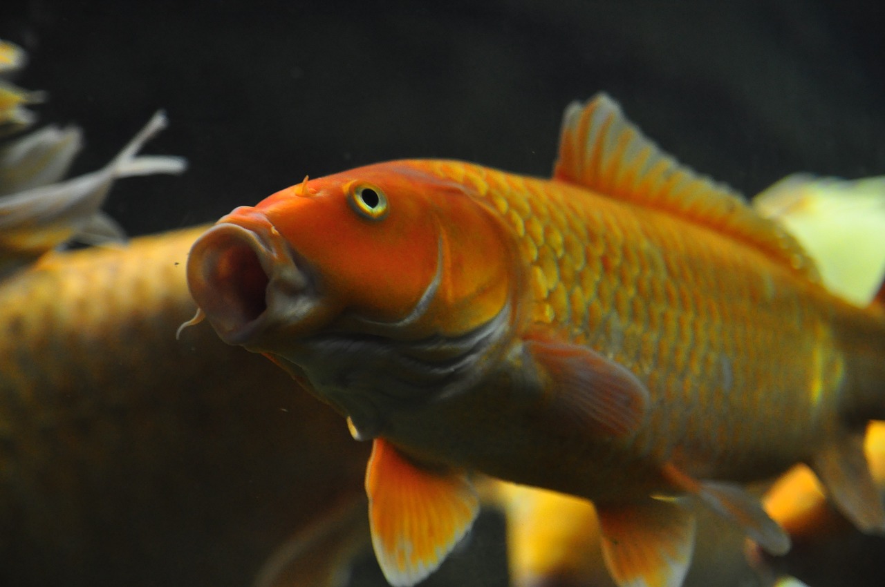 彩蝶魚缸新款上市，重塑家居水族體驗(yàn)的藝術(shù)杰作