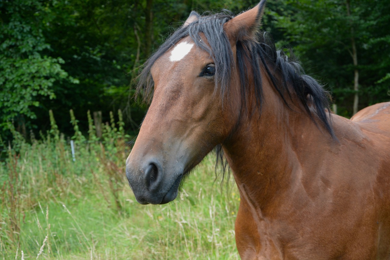 2024澳門特馬今晚開獎49圖片，誓死不二 QN4410.347