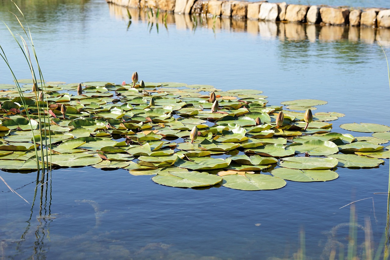 現(xiàn)代養(yǎng)魚新潮流，從傳統(tǒng)池塘養(yǎng)殖邁向高科技智能養(yǎng)殖的變革之路