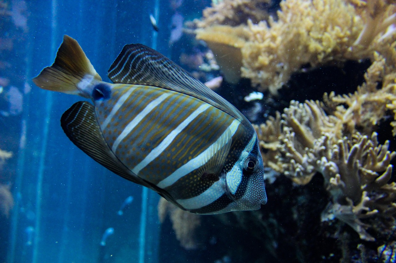 魚寶圖片及價(jià)格查詢，探索水族世界的魅力之旅